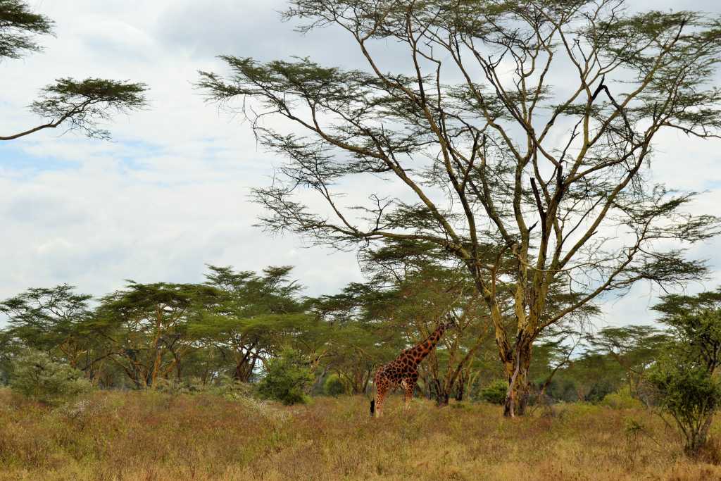 Lake Nakuru Giraffe