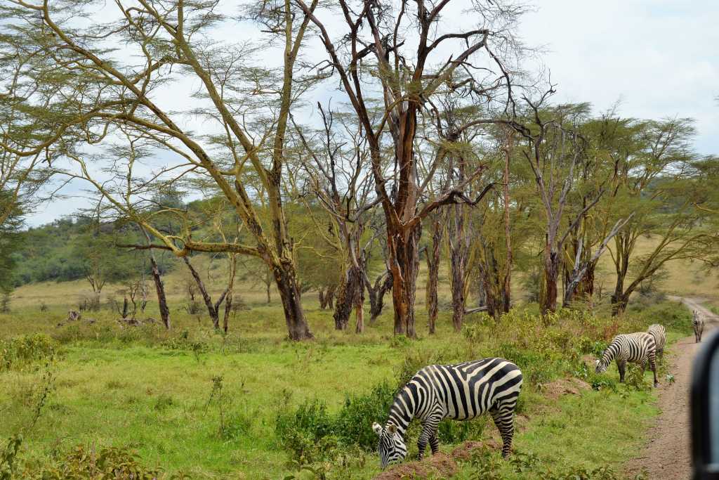 Lake Nakuru Zebras