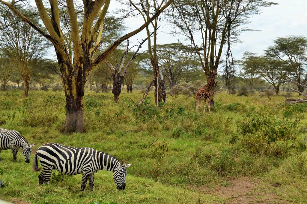Lake Nakuru Zebras and Giraffe