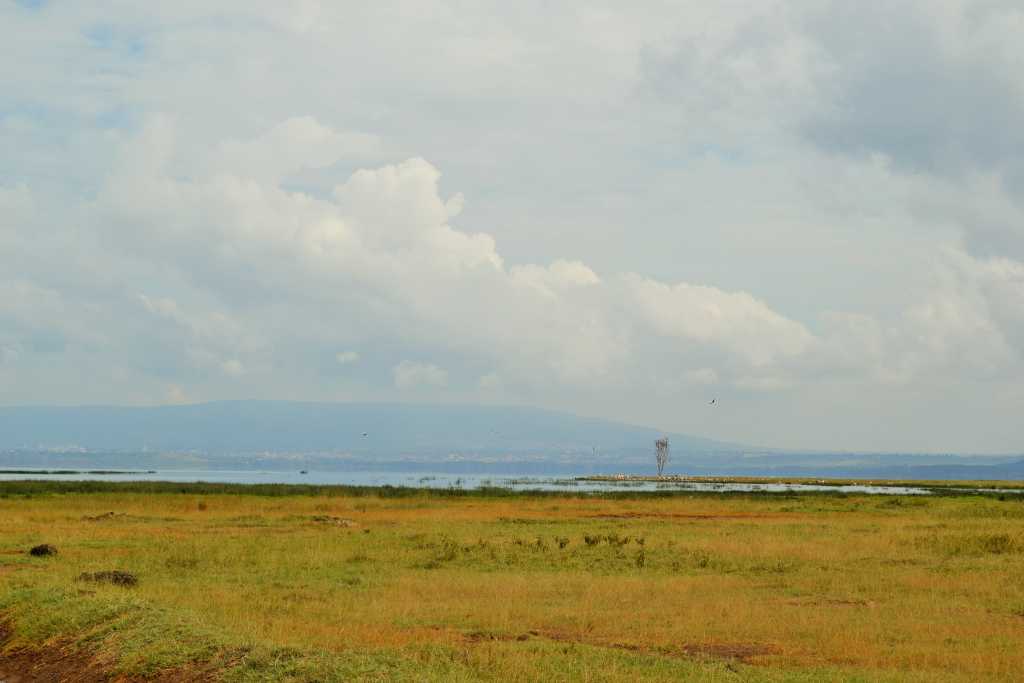 Lake Nakuru Flamingo