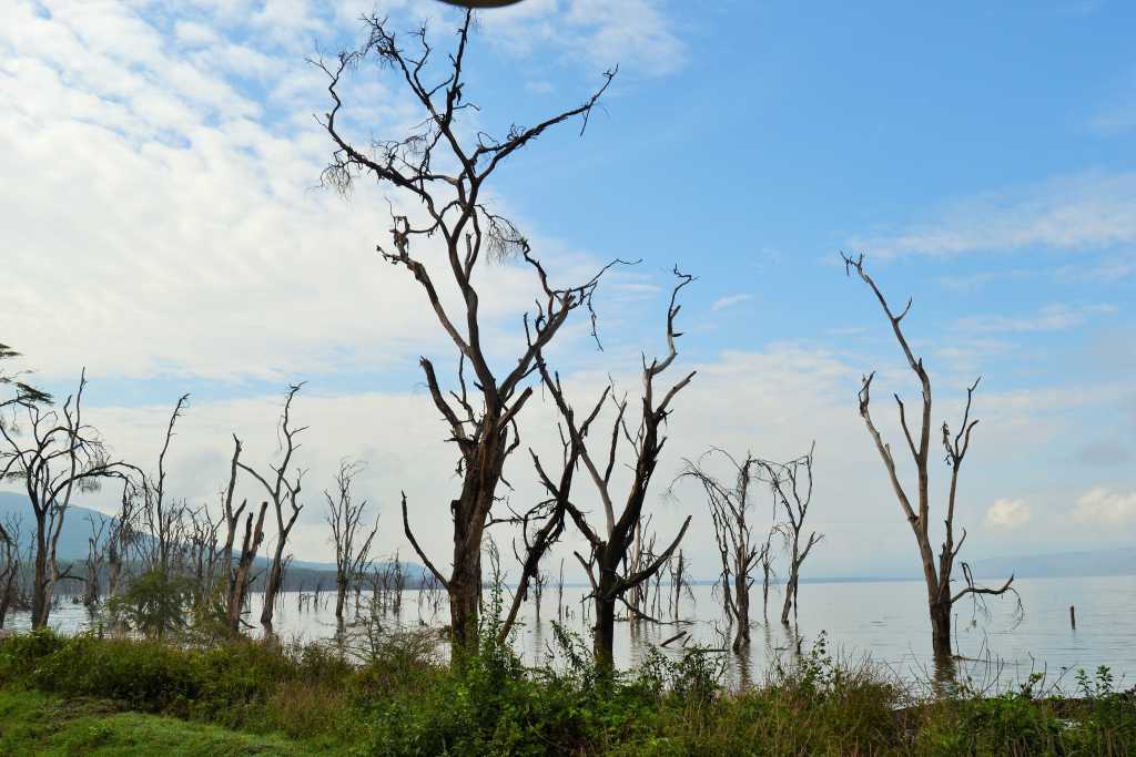 Lake Nakuru Dead Acacia