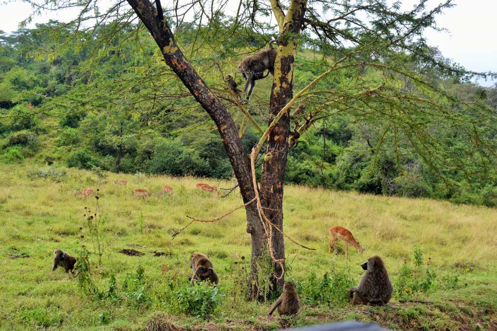 Lake Nakuru Baboons