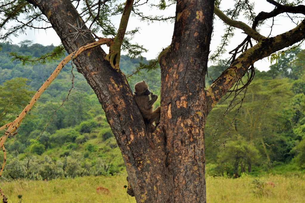 Lake Nakuru Baboons