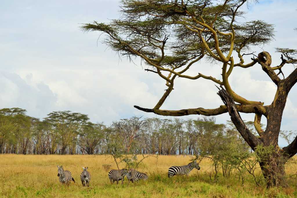 Lake Nakuru Zebras