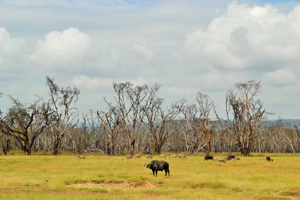 Lake Nakuru Buffalo